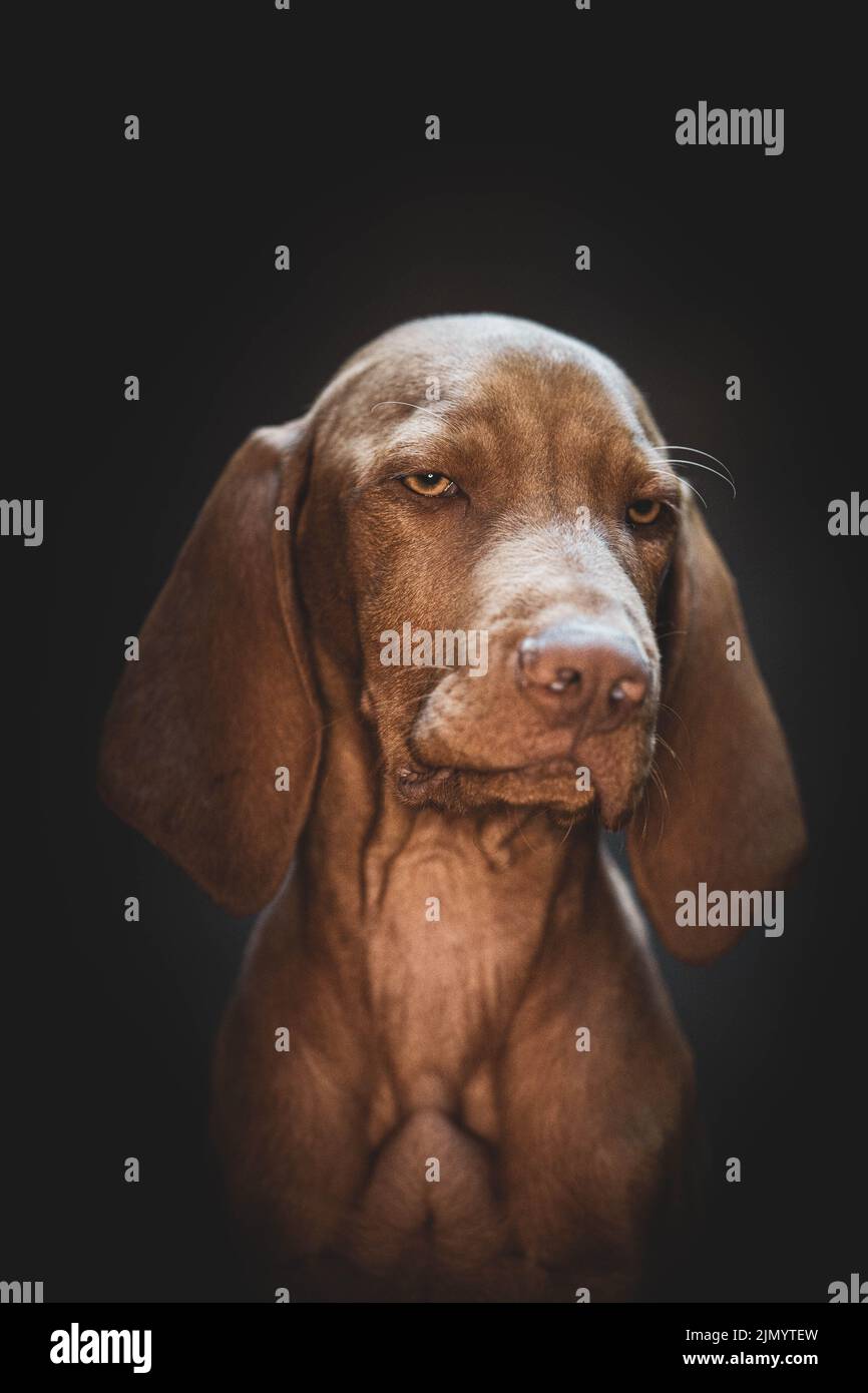 Ein vertikales Porträt eines müden Vizsla-Hundes, der auf einem dunklen Hintergrund eines Ateliers lächelt Stockfoto