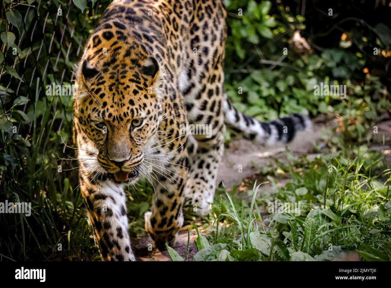 Nahaufnahme eines fernöstlichen Leoparden (Amur) in einem Waldspaziergang Stockfoto