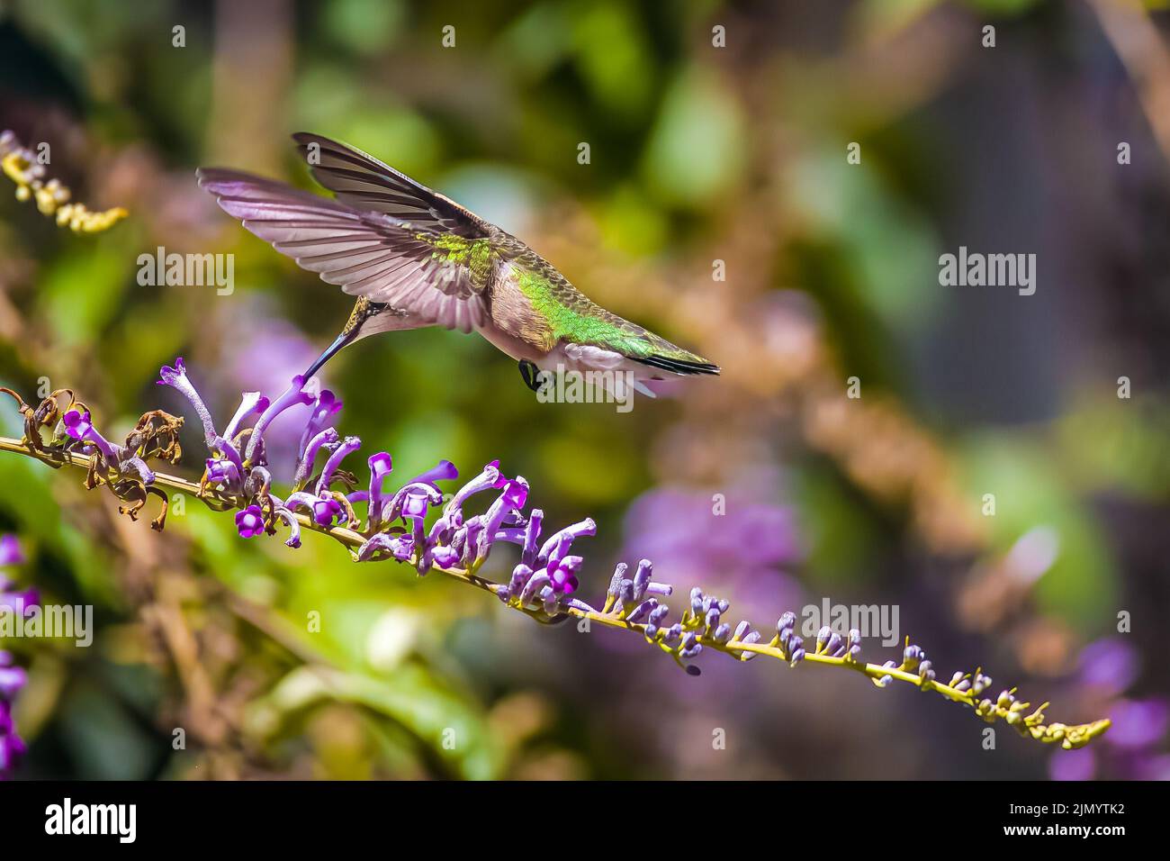Eine Nahaufnahme eines rubenkehligen Kolibris, der sich von Nektar aus einem Schmetterlingsbusch ernährt Stockfoto