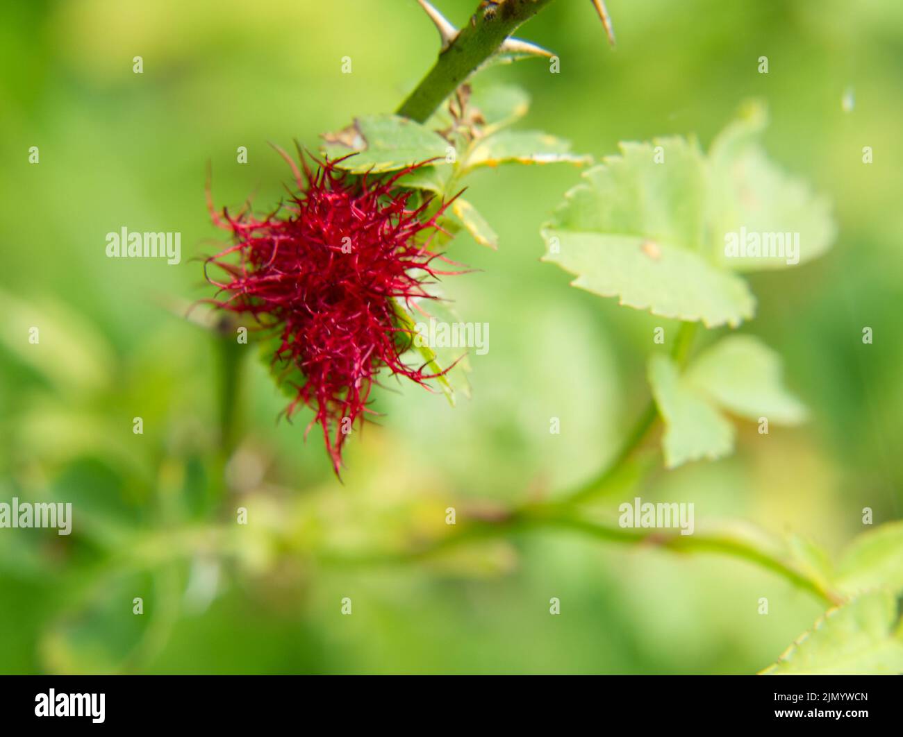 Gall von Gallenwespe genannt Robins pincushion Juni 2022 Stockfoto