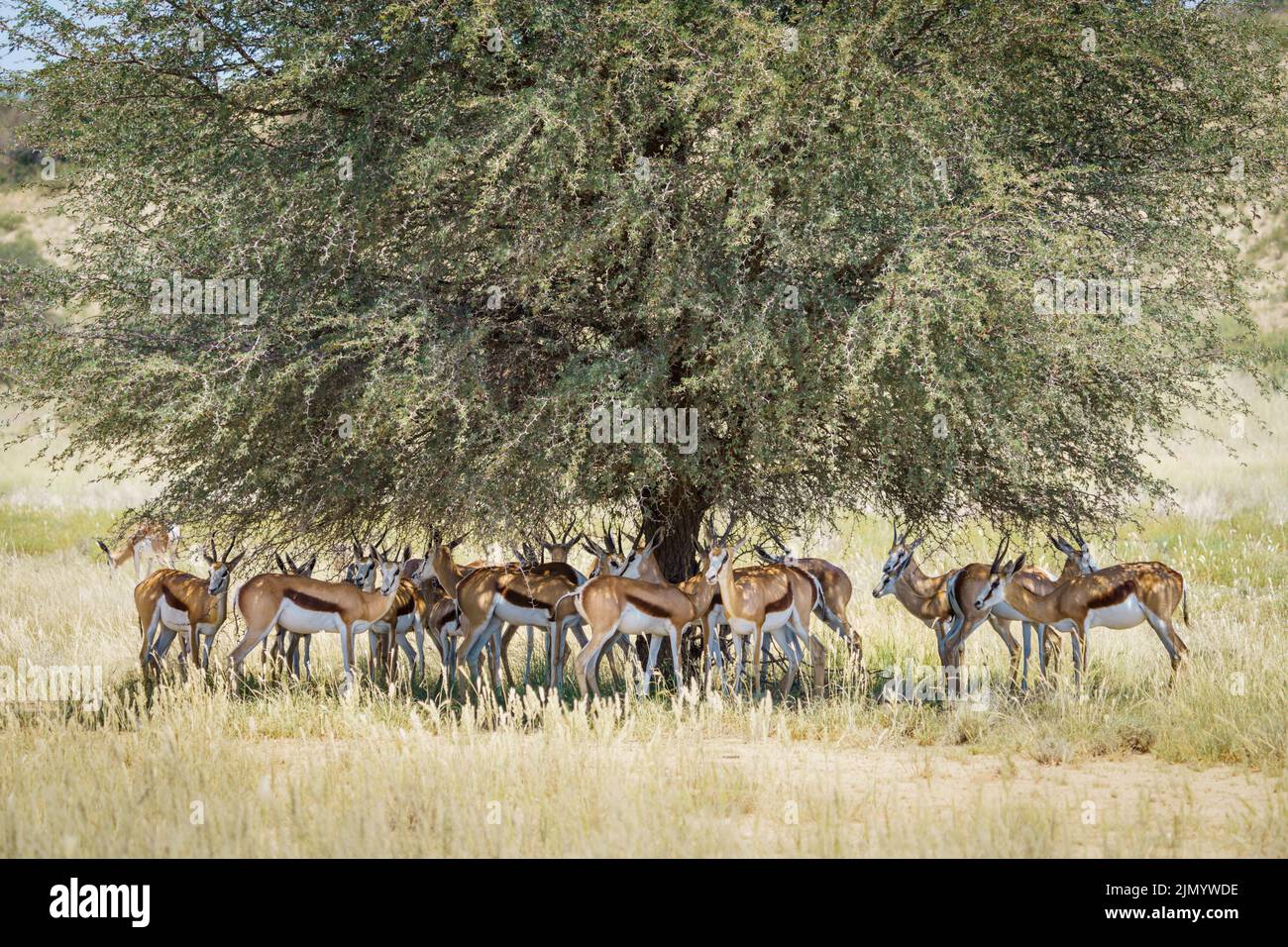 Springbok-Antilope (Antidorcas marsupialis) Herde im Schatten eines Baumes. Kalahari, Kgalagadi Transfrontier Park, Südafrika Stockfoto