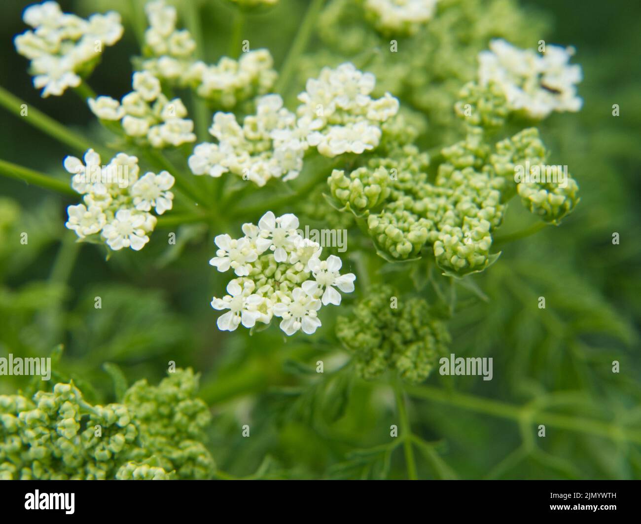 Hemlock blüht Juni 2022 Stockfoto