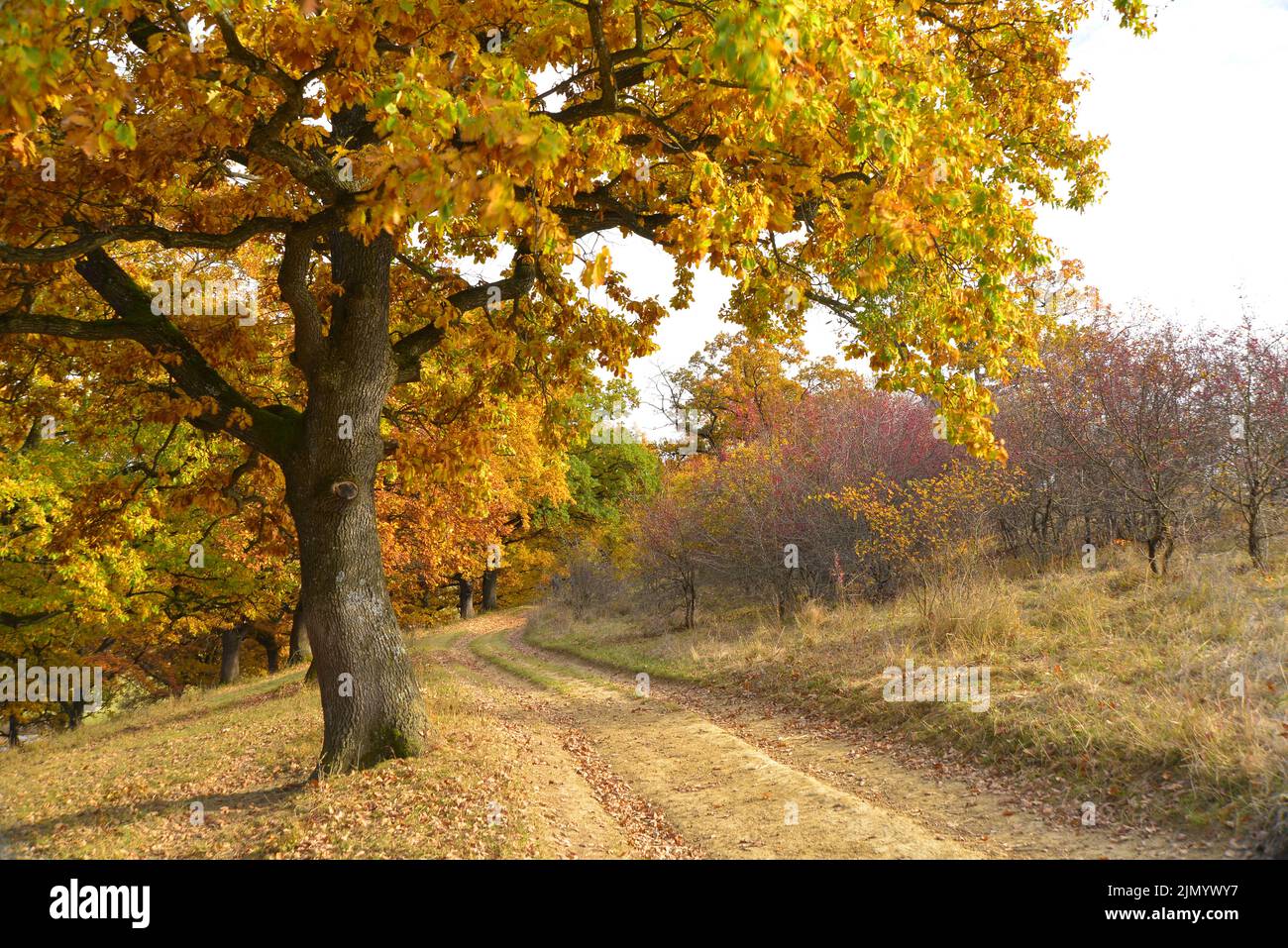 Pfad zwischen Büschen und Eichen in ockerfarbenen Farben auf der Via Transilvanica Stockfoto