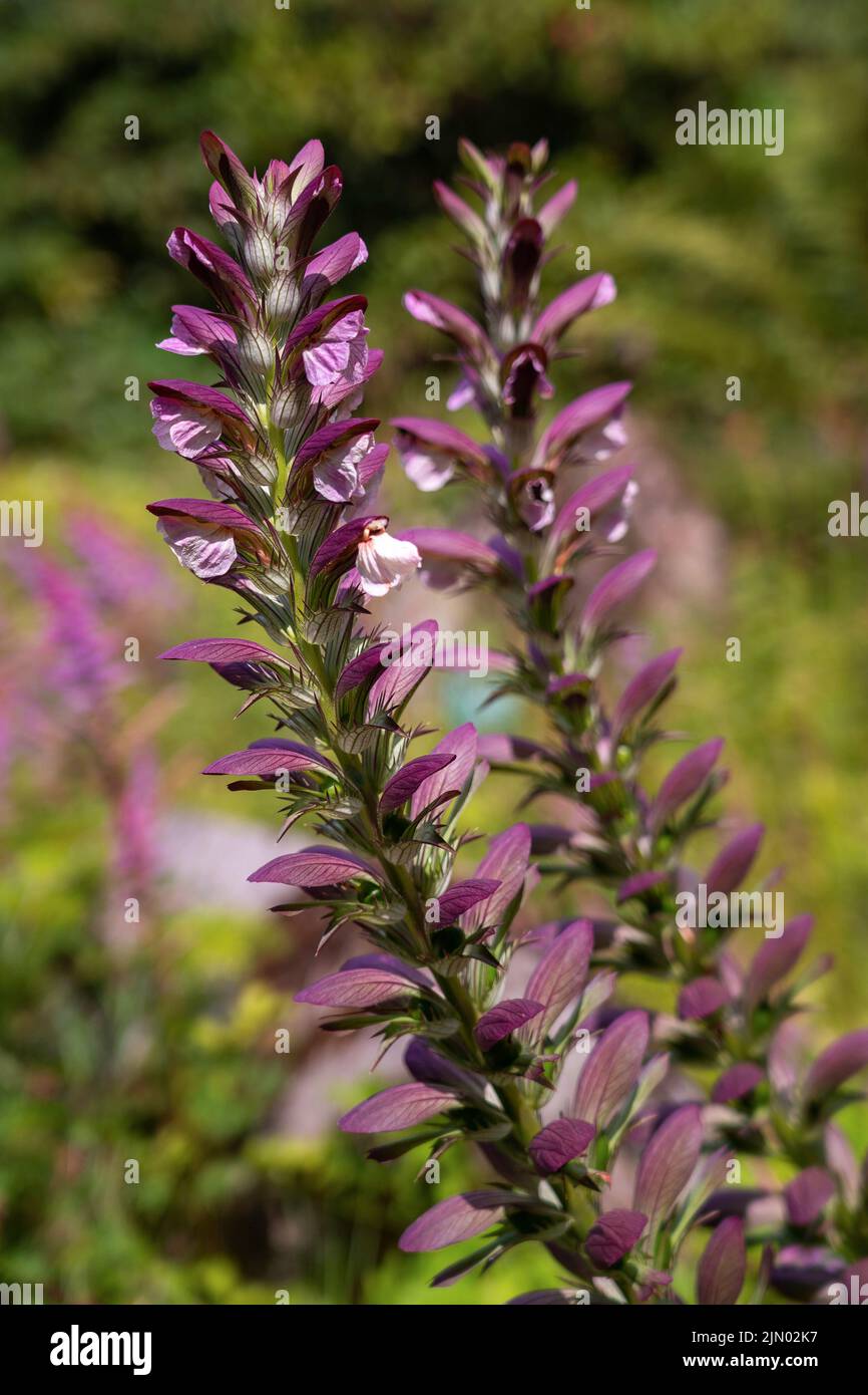 Bärenhosen Pflanzen mit einem hohen Blütenstachel Stockfoto