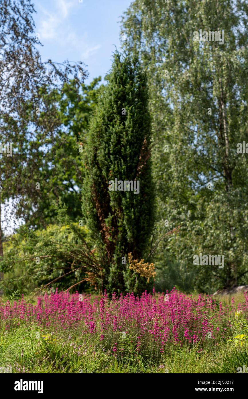 Feld der rosa Cabaret Blumen Farbe Stockfoto