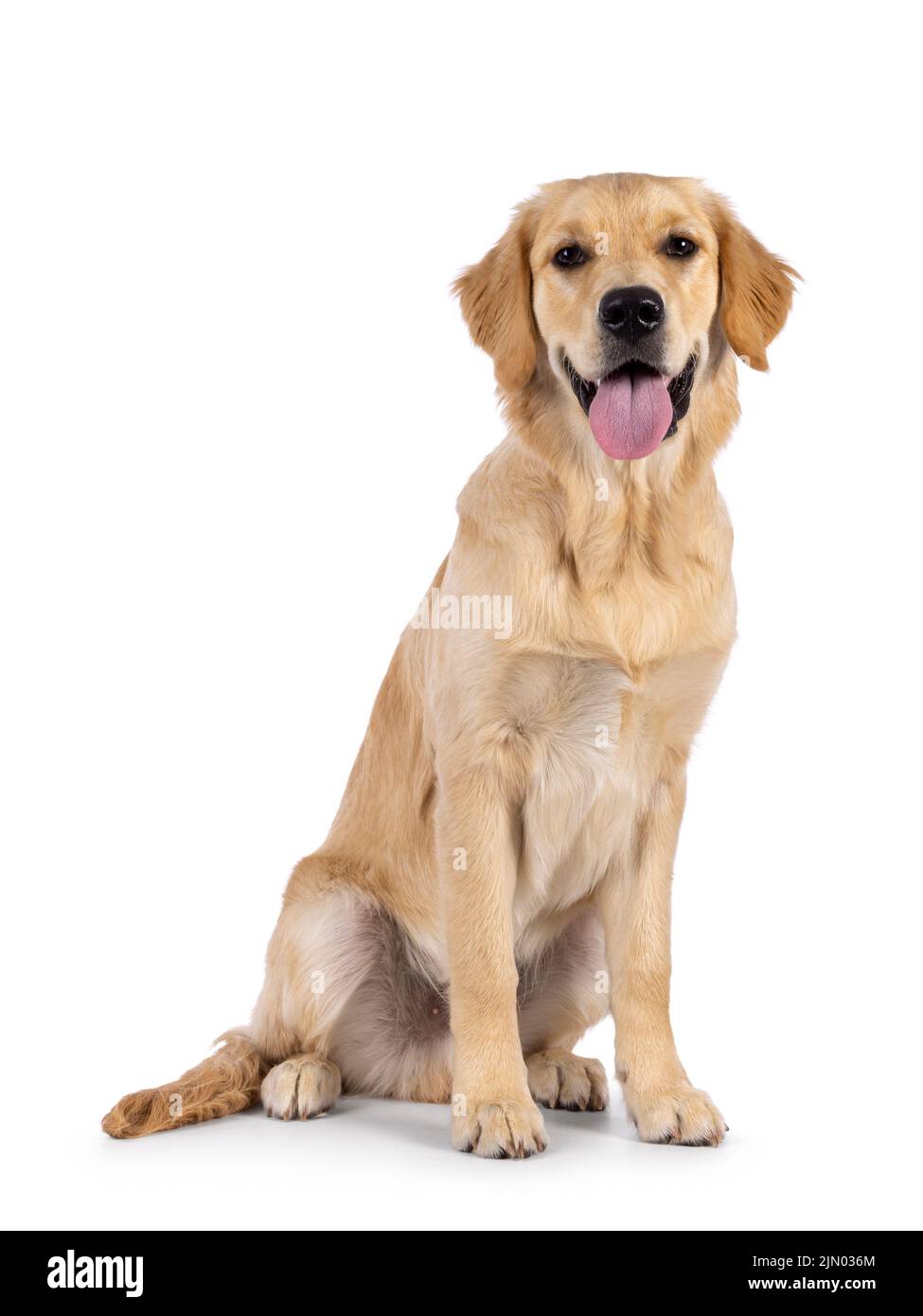 Freundlicher, 6 Monate alter Golden Retriever-Hund, der sich seitlich aufsetzt. Blick mit der Zunge nach außen auf die Kamera. Isoliert auf weißem Hintergrund. Stockfoto