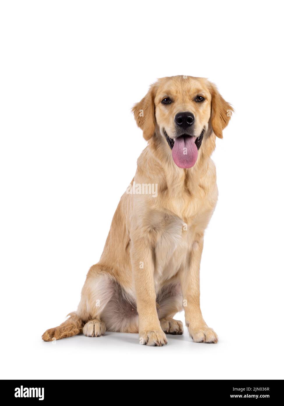 Freundlicher, 6 Monate alter Golden Retriever-Hund, der sich seitlich aufsetzt. Blick mit der Zunge nach außen auf die Kamera. Isoliert auf weißem Hintergrund. Stockfoto