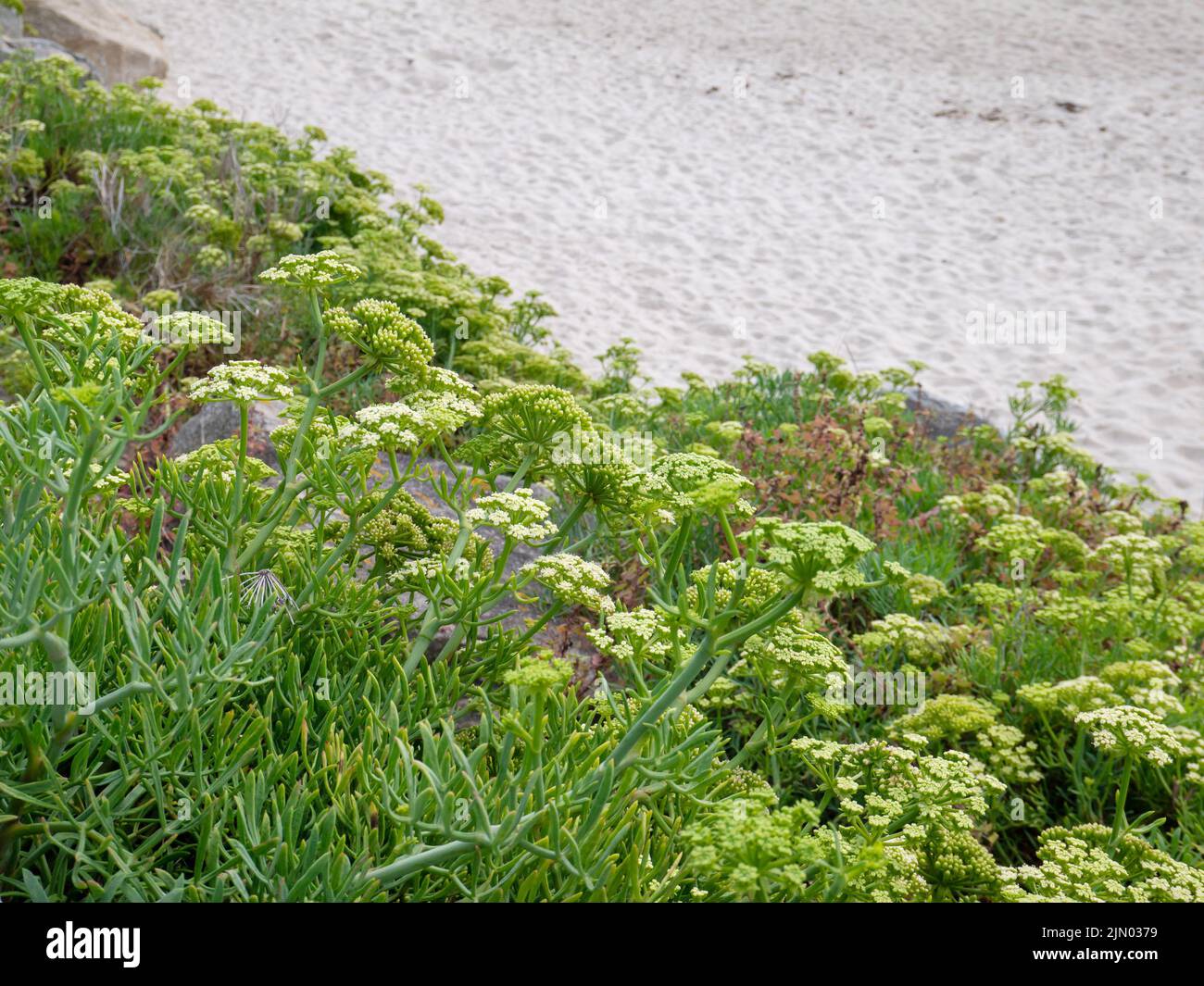 Crithmum maritimum, Felssamphire oder Seefennel oder Samphire blühende Sukulenten am Sandstrand in der Nähe von Burela, Galicien, Spanien Stockfoto