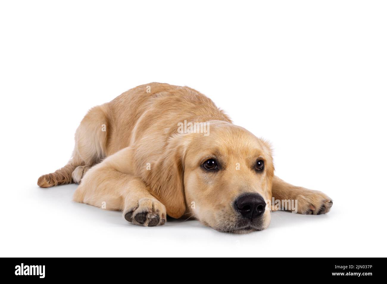 Freundlicher, 6 Monate alter Golden Retriever Hund, der sich flach mit dem Gesicht nach unten hinlegt. Blick geradeaus von der AERA. Isoliert auf einem weißen Bac Stockfoto