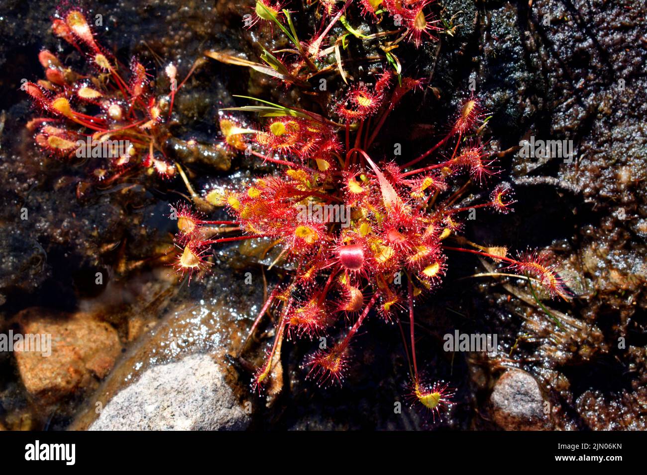 RUNDBLÄTTRIGER SONNENTAU DROSERA ROTUNDIFOLIA WÄCHST IN DEN SCHOTTISCHEN HIGHLANDS Stockfoto