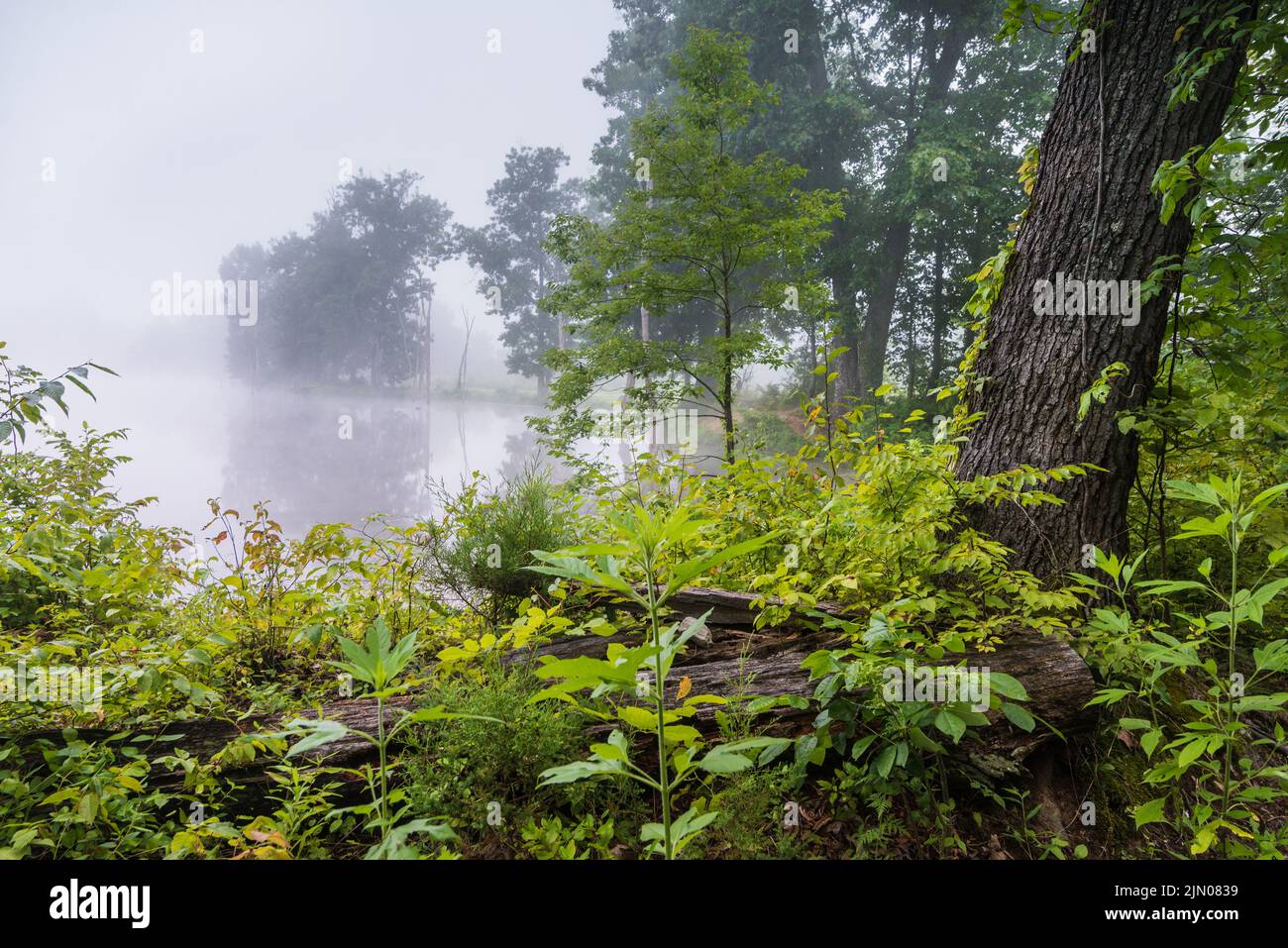 Morgennebel - Benjy Kinman Lake - Lockport - Kentucky Stockfoto