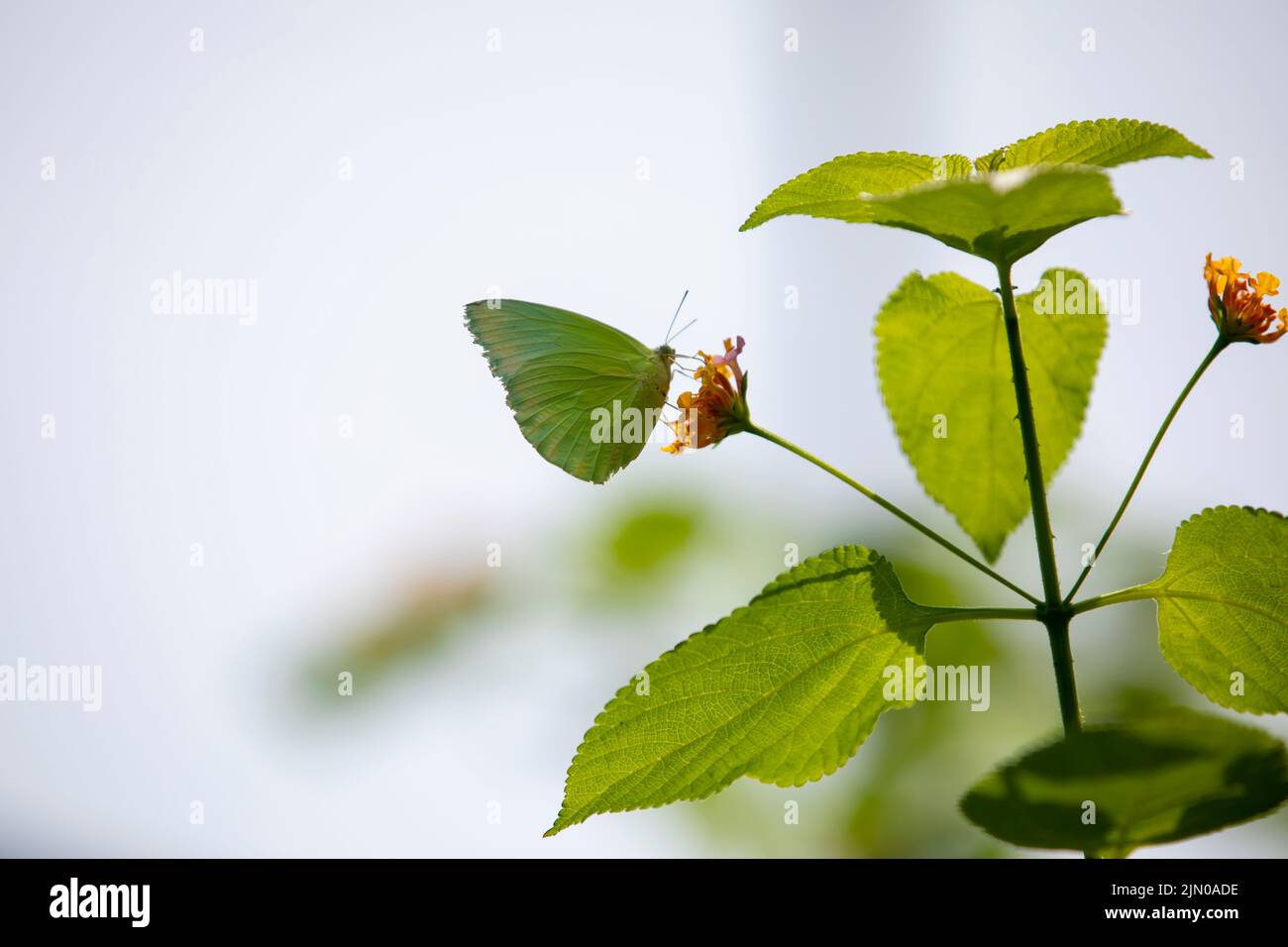 Mit ihren bunten Flügeln schweben sie von einer Blume zur anderen. Nachdem sie Nektar gesammelt haben, schweben sie zu einem anderen Ziel und verlassen die Spez Stockfoto