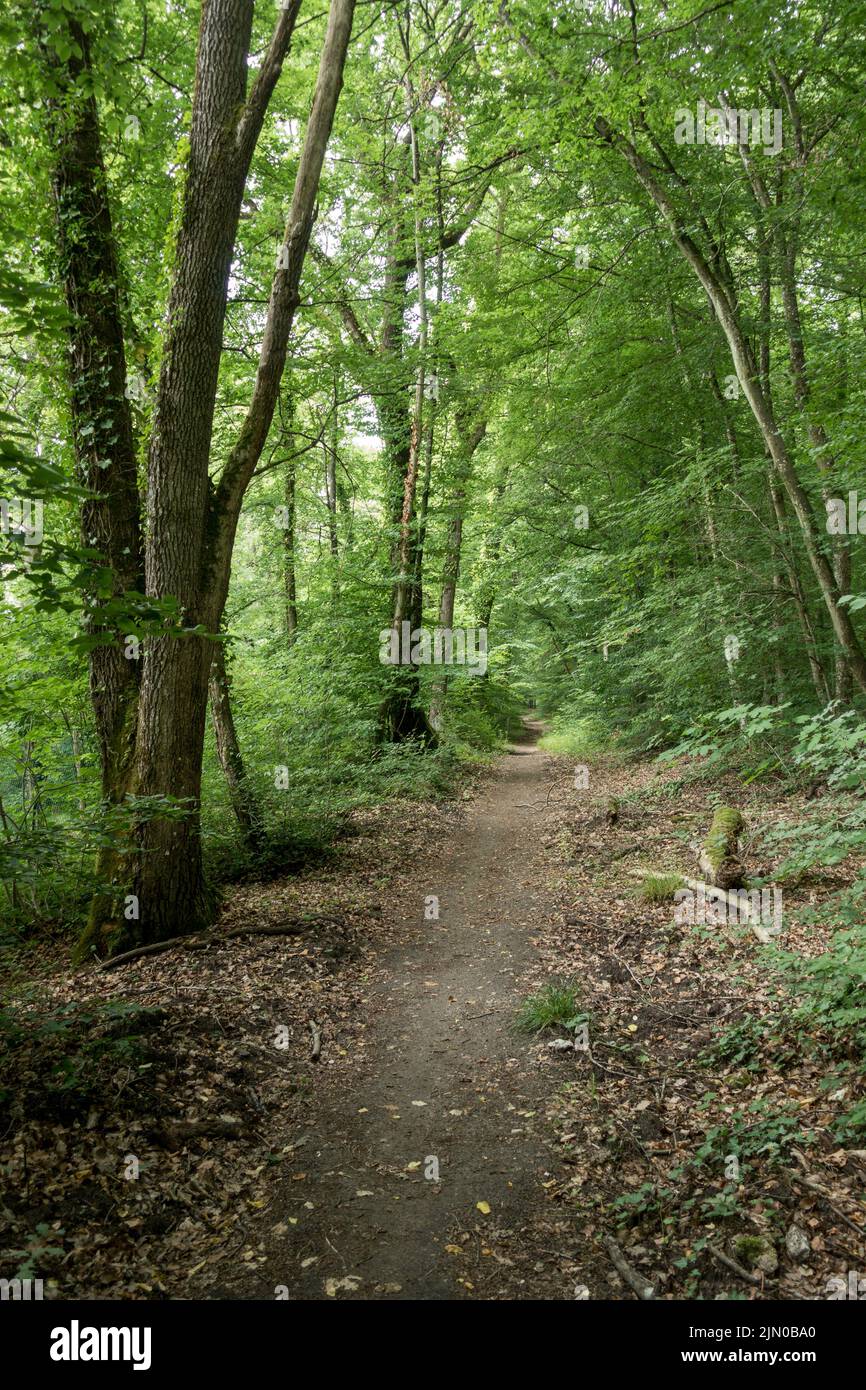 Pfad, Pfad durch einen üppigen Laubwald in Frankreich. Stockfoto