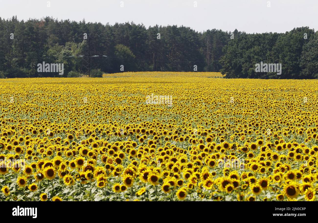 Sonnenblumen blühen auf einem Feld in der Nähe von Kiew am 6. August 2022. (Kyodo)==Kyodo Foto via Credit: Newscom/Alamy Live News Stockfoto