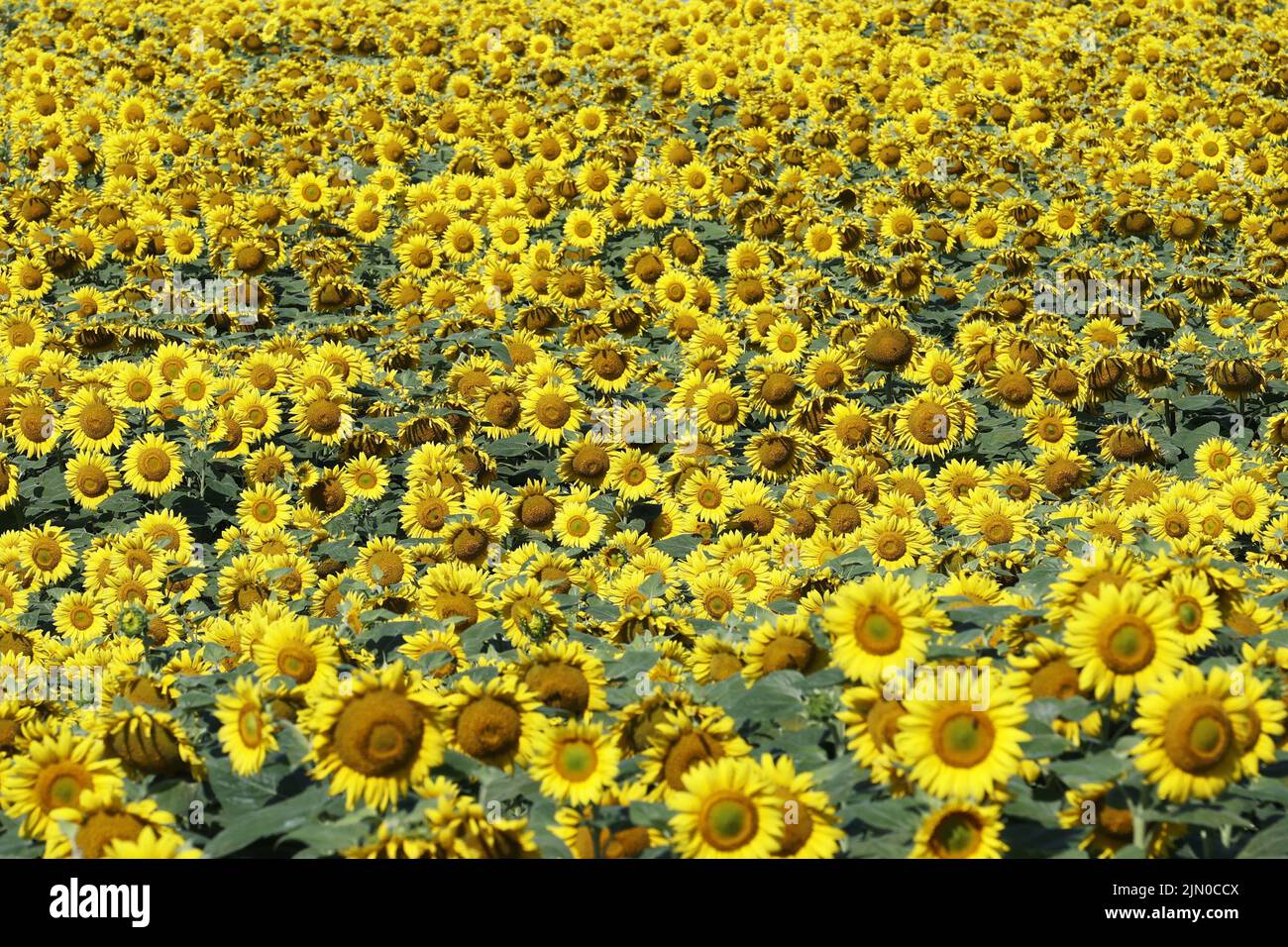 Sonnenblumen blühen auf einem Feld in der Nähe von Kiew am 6. August 2022. (Kyodo)==Kyodo Foto via Credit: Newscom/Alamy Live News Stockfoto