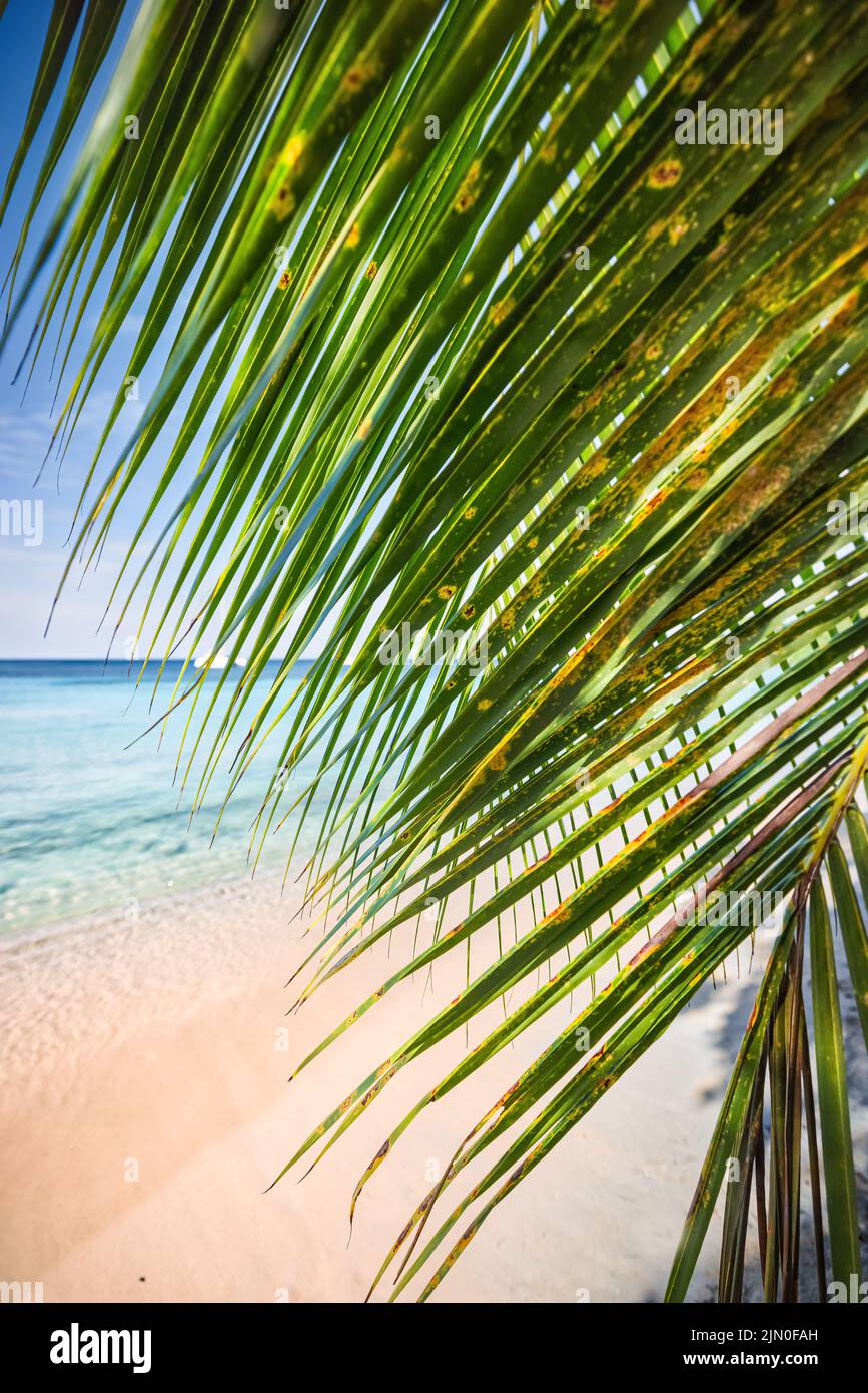 Teilansicht von einem schönen und winzigen Strand in Martinique, Frankreich Stockfoto