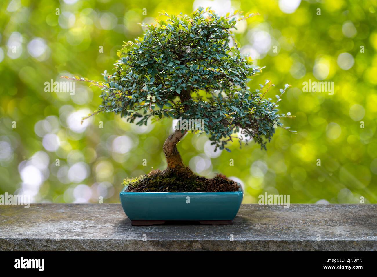 Bonsai-Baum auf Steintisch und grün-weiß verschwommenes Bokeh Stockfoto