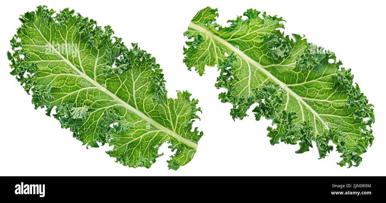 Kale-Salatblatt isoliert auf weißem Hintergrund Stockfoto