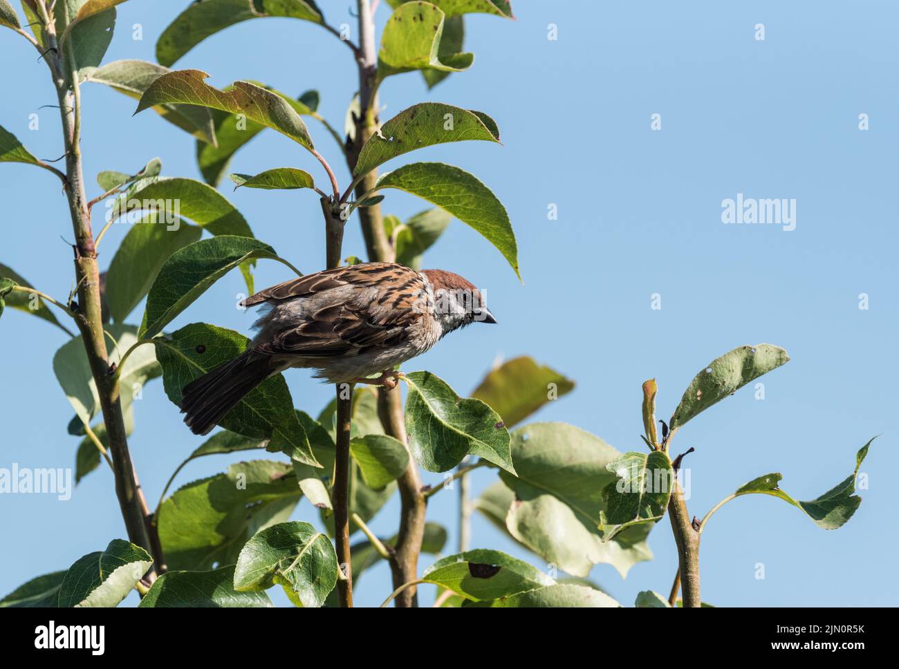Thront Baum-Spatz (Passer Montanus) Stockfoto