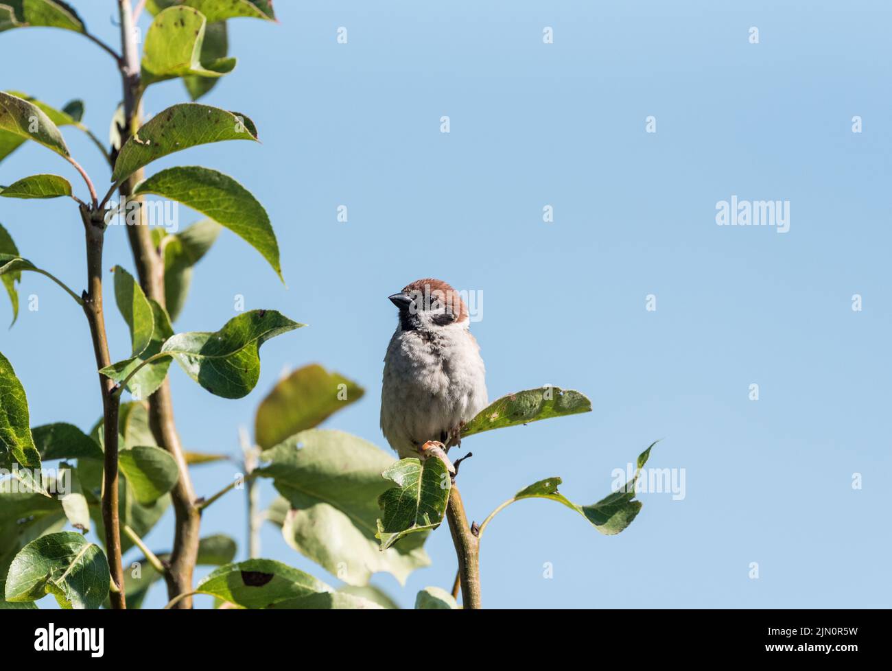 Thront Baum-Spatz (Passer Montanus) Stockfoto