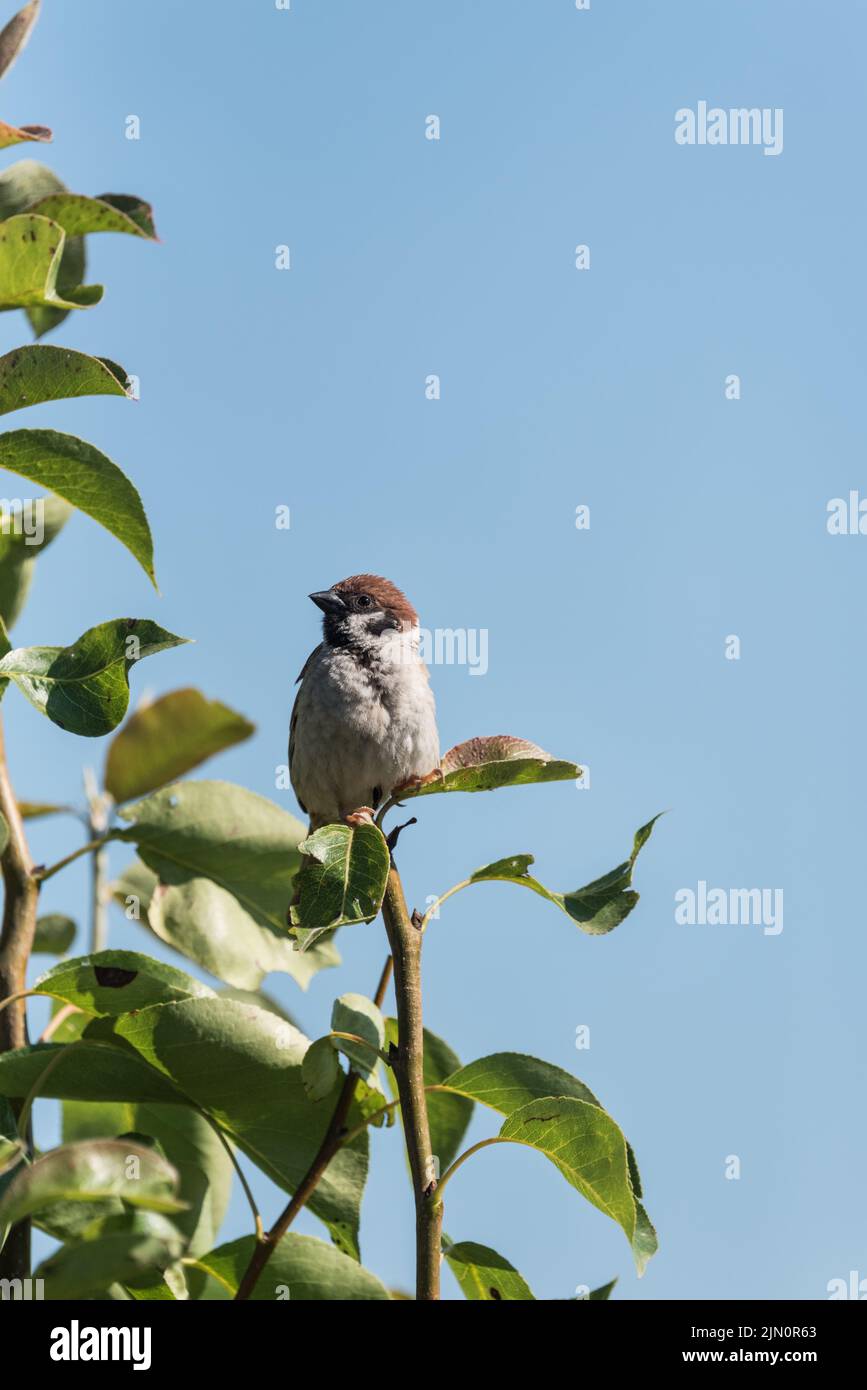 Thront Baum-Spatz (Passer Montanus) Stockfoto