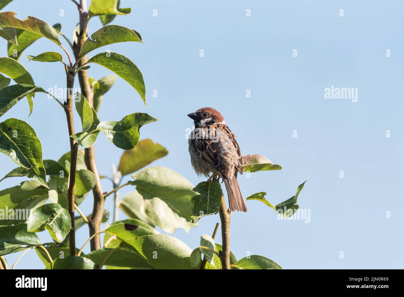 Thront Baum-Spatz (Passer Montanus) Stockfoto
