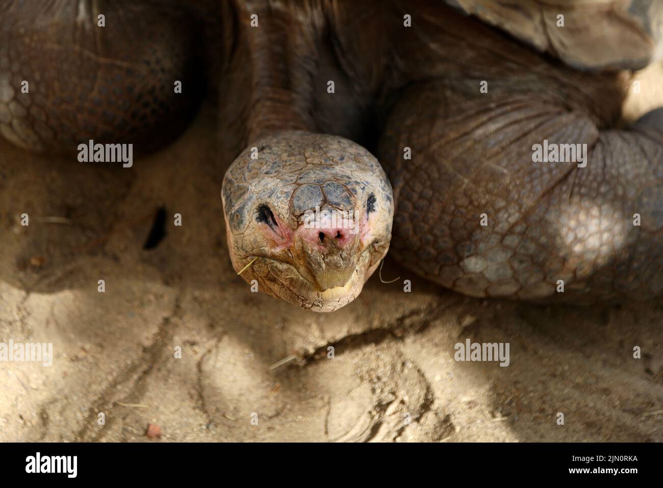 Eine Nahaufnahme einer riesigen Pinta Island Schildkröte, die im Sand kriecht Stockfoto