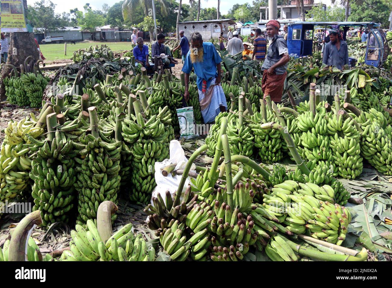 Der größte traditionelle Bananenmarkt in Bangladesch im Madhupur des Bezirks Tangail. Bauern verkaufen diese beliebten Früchte direkt an Großhändler. Bananen im Wert von 8 Lakhs bis 10 Lakhs werden täglich verkauft. 05. August 2022. Foto von Habibur Rahman/ABACAPRESS.COM Stockfoto