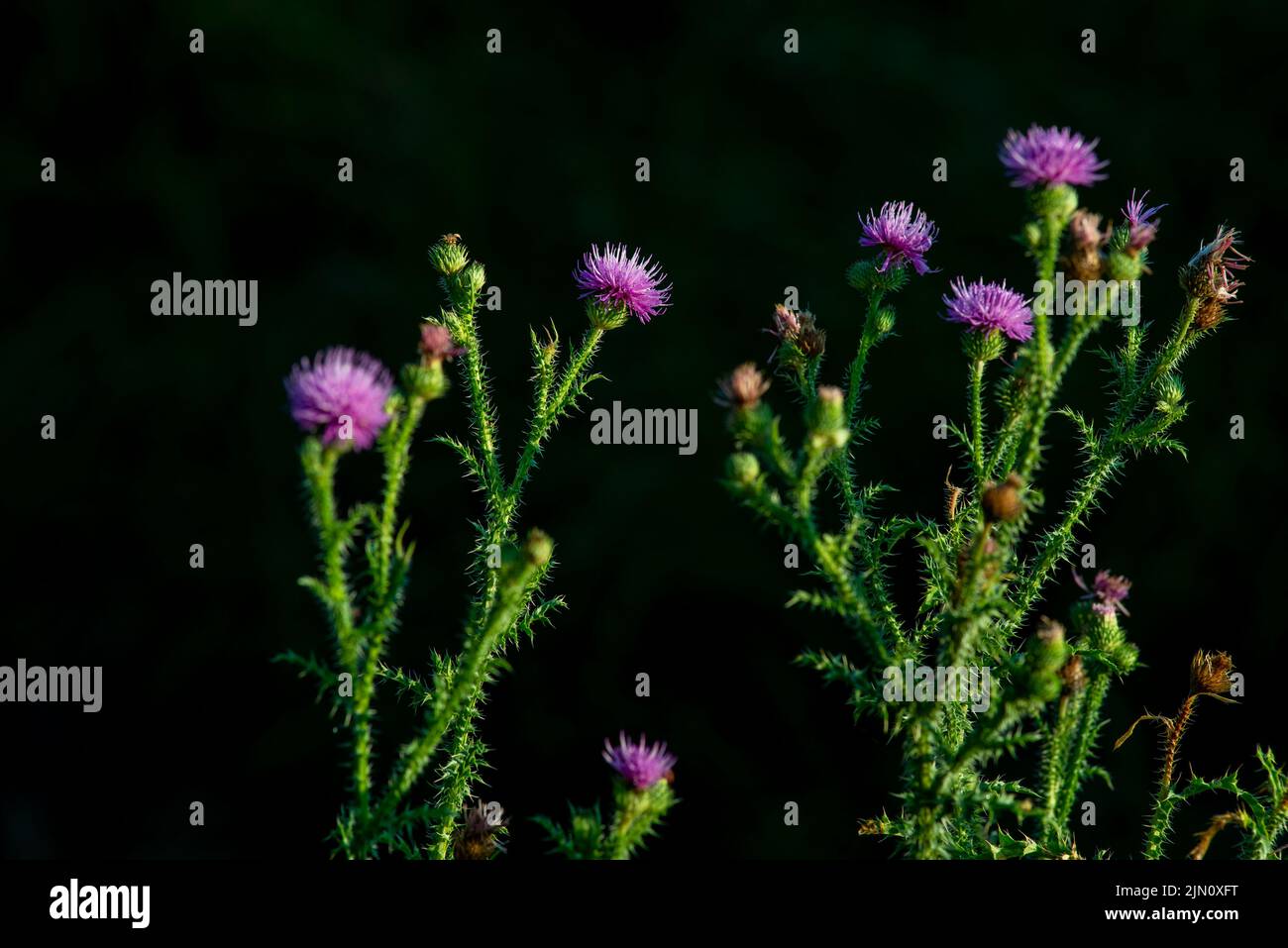 Große Klette oder essbare Klettenblüten (Arctium lappa) auf schwarzem Hintergrund Stockfoto