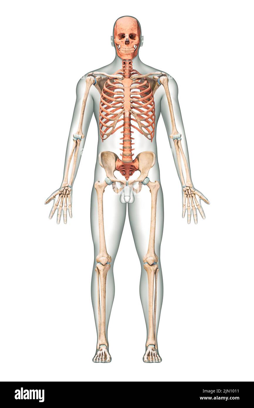 Vorderansicht oder Vorderansicht genauer axialer Knochen des menschlichen Skelettsystems oder Skeletts mit männlichen Körperkonturen isoliert auf weißem Hintergrund 3D Rendering Stockfoto
