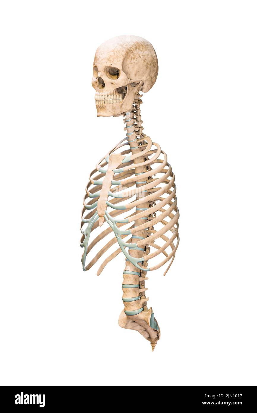 Genaue 3-Viertel-Vorderansicht oder Vorderansicht von axialen Knochen des menschlichen Skelettsystems oder Skeletts isoliert auf weißem Hintergrund 3D Rendering illustrati Stockfoto