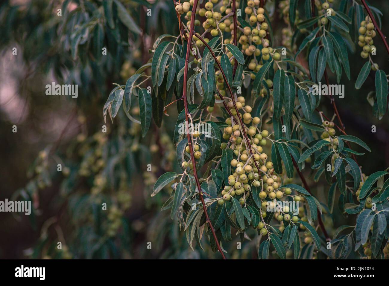 Russische Olivenfrüchte auf den Zweigen. Elaeagnus Angustifolia Baum des Paradieses Sonnenuntergang Stockfoto