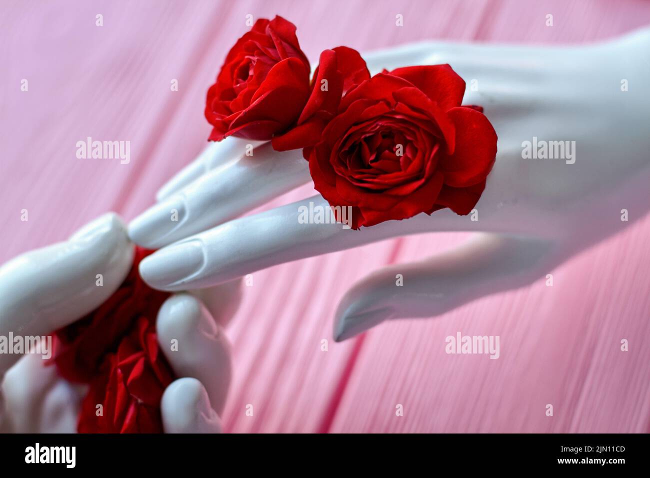 Weiße Schaufensterpuppe Hand mit roten Rosenblüten. Hintergrund aus rosa Holz. Stockfoto