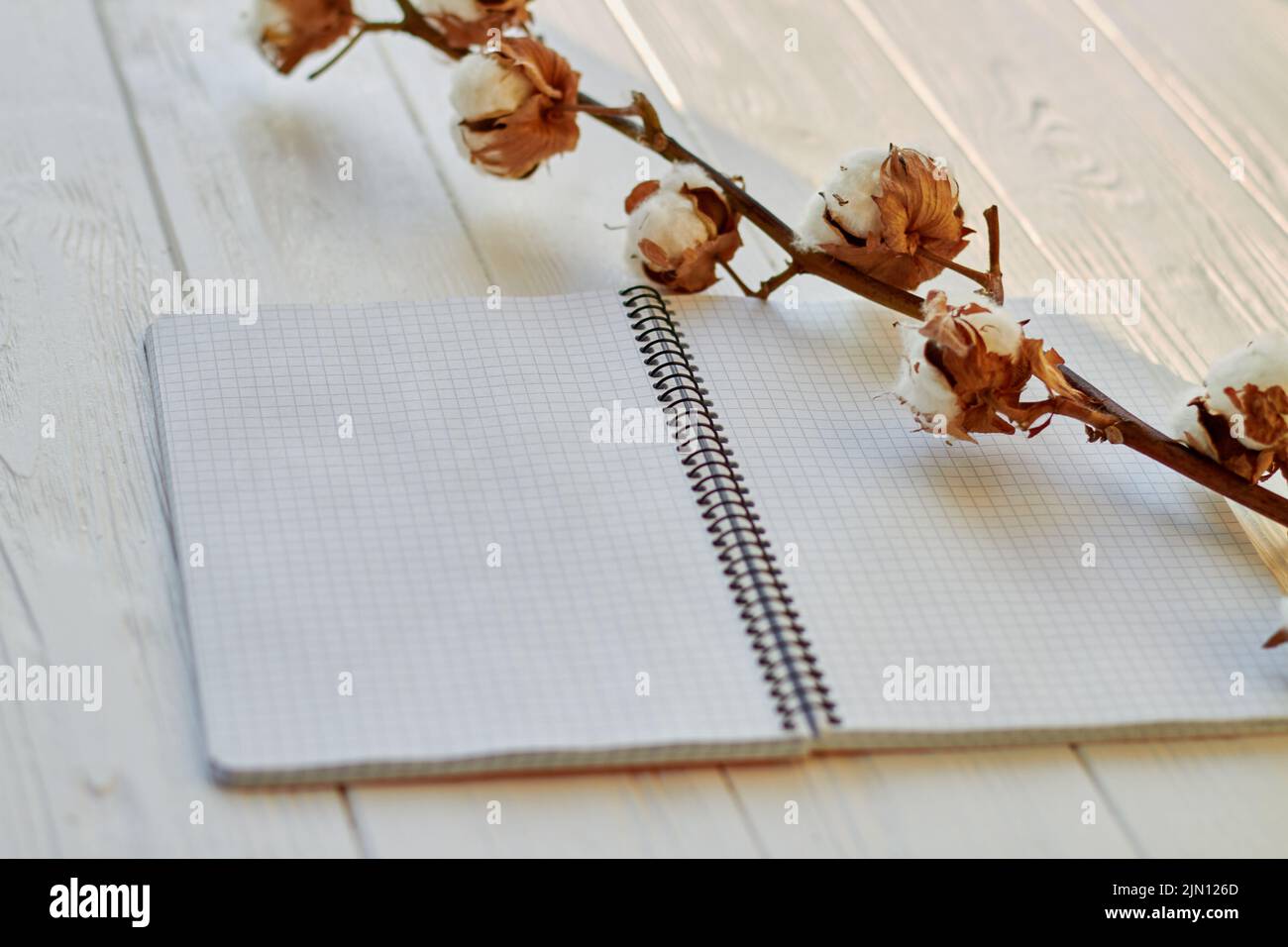 Offener Notizblock mit Zweig mit Baumwollblumen. Leere, überprüftete Seiten für den Kopierbereich. Stockfoto