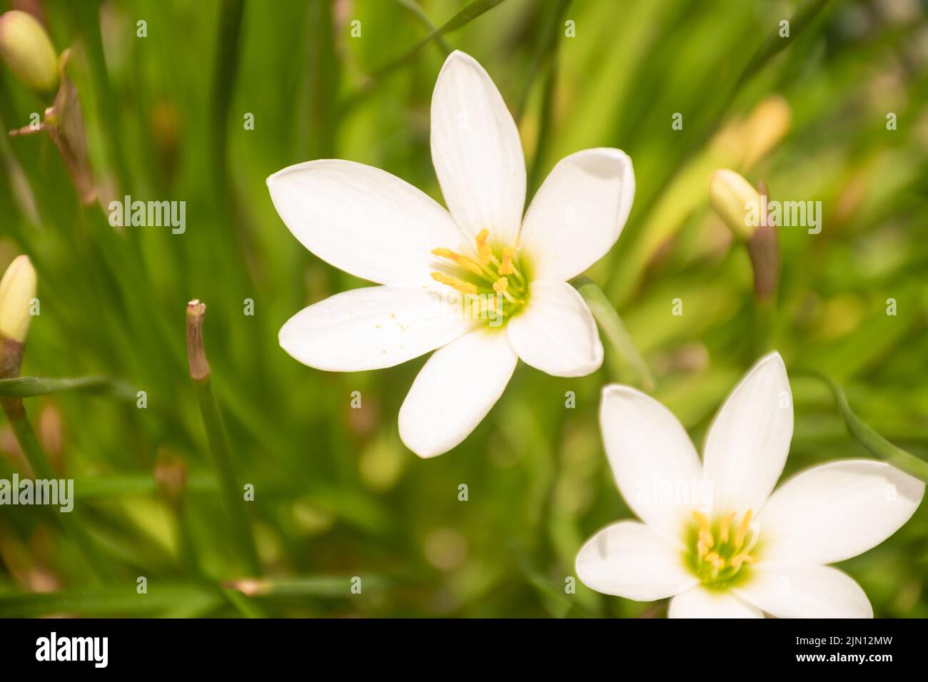 Habranthus-Arten, argentinische Regenlilie, brasilianische Kupferlilie, Märchenlilie, Zphyranthe-Blüten blühen bei natürlichem Tageslicht Stockfoto