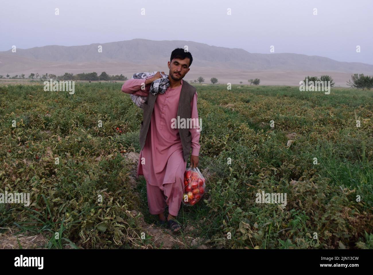 Baghlan, Afghanistan. 7. August 2022. Ein Landwirt trägt eine Tüte frisch geernteter Tomaten in der Provinz Baghlan, Afghanistan, 7. August 2022. Quelle: Mehrabuddin Ibrahimi/Xinhua/Alamy Live News Stockfoto