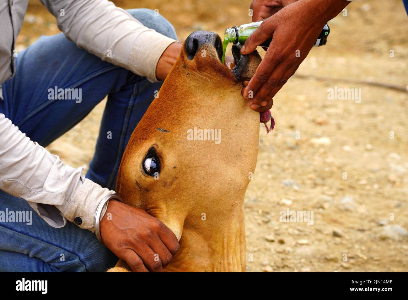 Indische Bauern gibt Kräutermischung für klumpige Hautkrankheit zusammengesetzt auftreten, um Kühe in den Außenbezirken Dorf Ajmer, Rajasthan, Indien am 06. August 2022. Foto von ABACAPRESS.COM Stockfoto