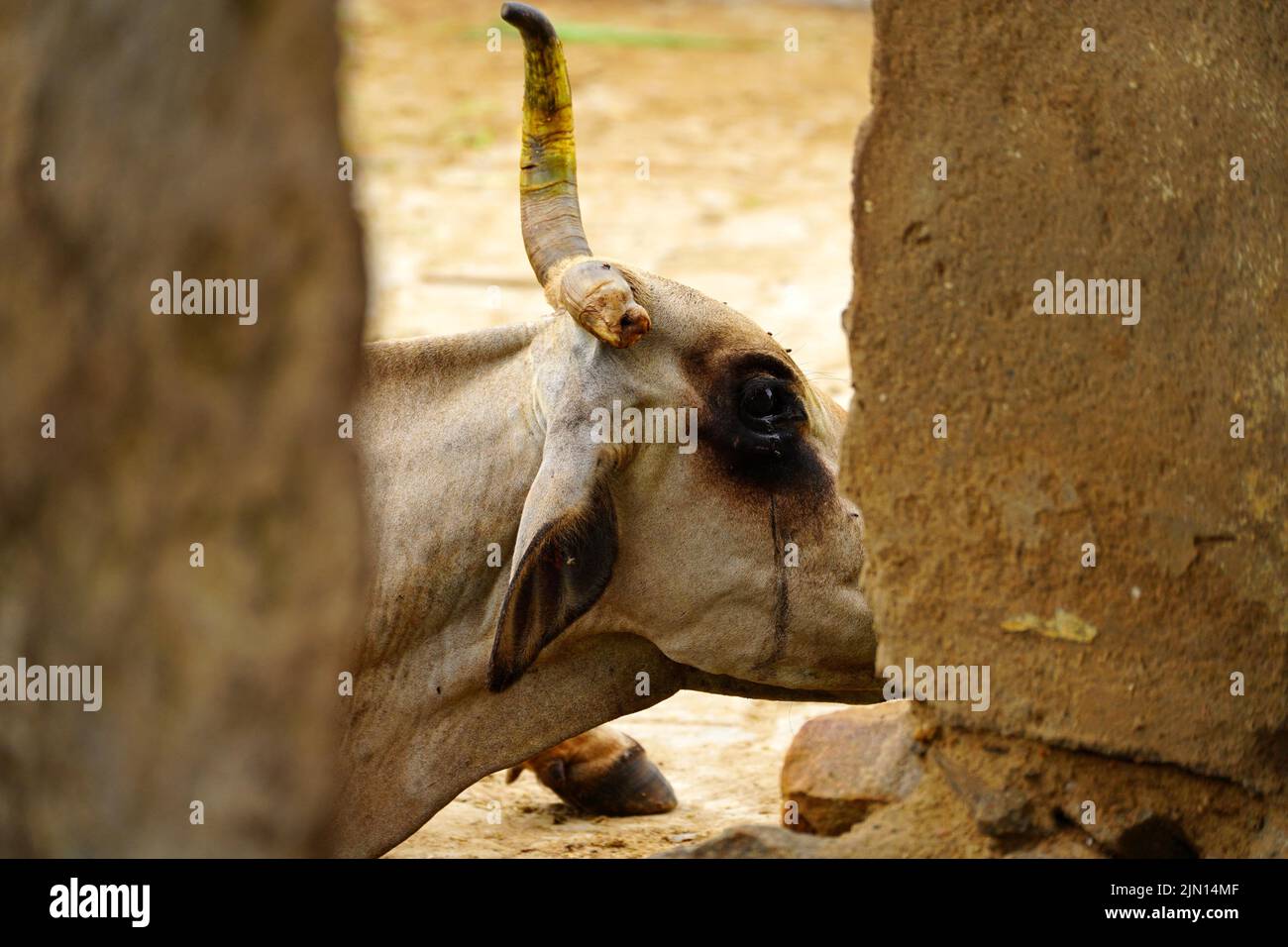 Indische Bauern gibt Kräutermischung für klumpige Hautkrankheit zusammengesetzt auftreten, um Kühe in den Außenbezirken Dorf Ajmer, Rajasthan, Indien am 06. August 2022. Foto von ABACAPRESS.COM Stockfoto