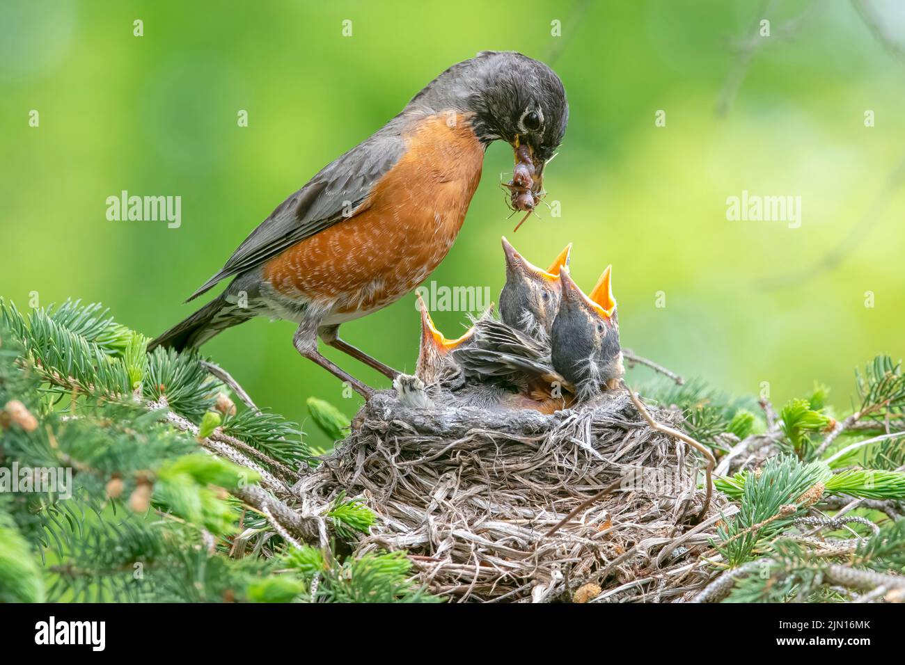 American Robin füttert Küken im Nest, Spring, Nordamerika, von Dominique Braud/Dembinsky Photo Assoc Stockfoto American Robin füttert Küken im Nest, Spring, Nordamerika, von Dominique Braud/Dembinsky Photo Assoc Stockfoto