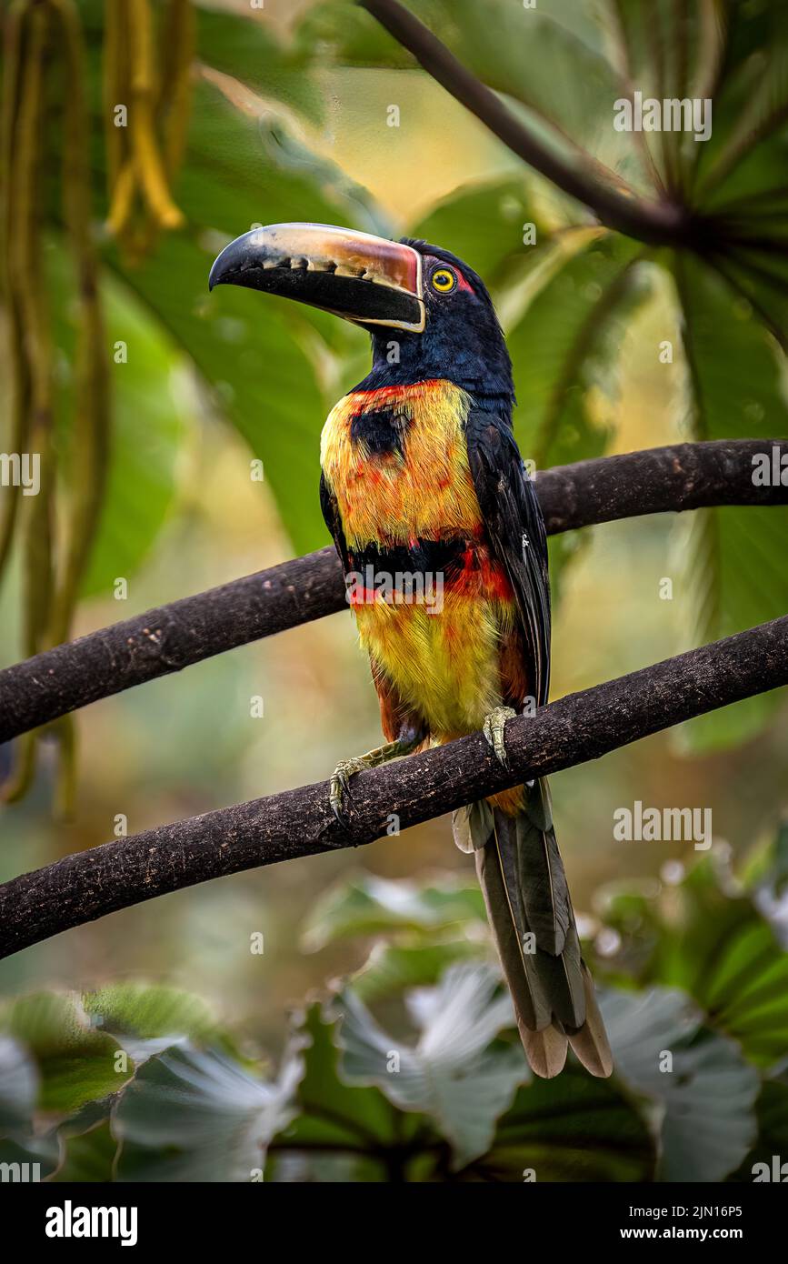 Colmared Aracari thront auf einem Zweig im Regenwald von Panamas Stockfoto