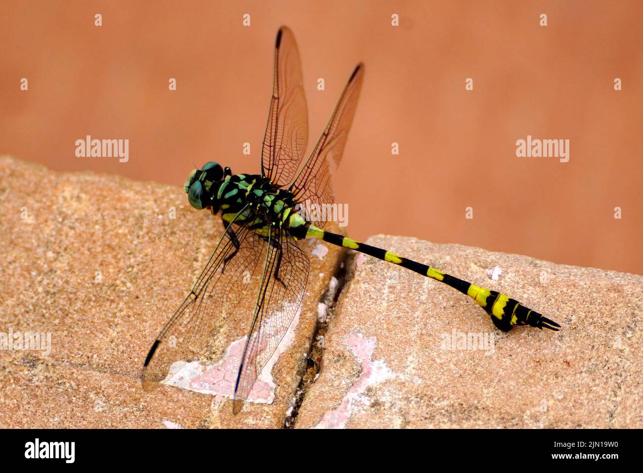Am 08. August 2022 ruht in der Nähe eines Teiches in Ajmer, Rajasthan, Indien, eine Fliege. Foto von ABACAPRESS.COM Stockfoto