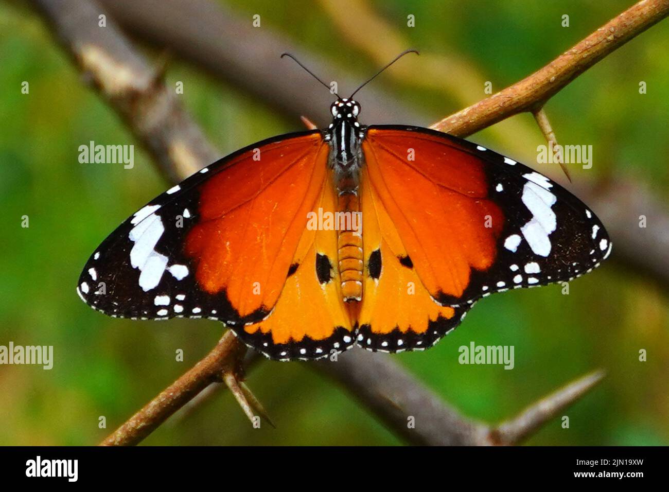 Ein Schmetterling ernährt sich am 08. August 2022 von Nektar aus einer Blume in einem Garten in Pushkar, Rajasthan, Indien. Foto von ABACAPRESS.COM Stockfoto