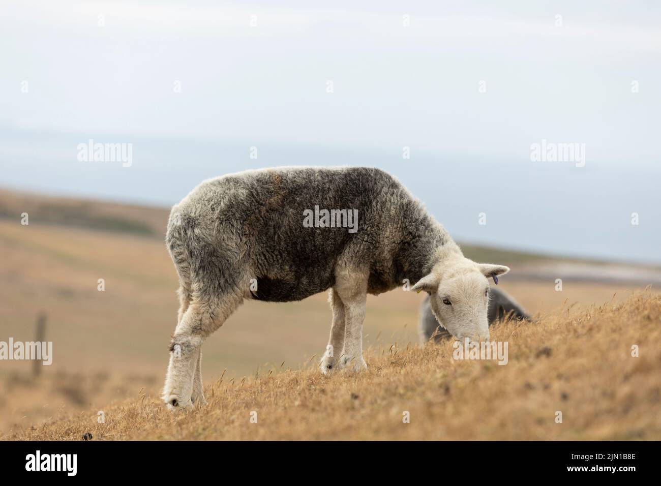 Ein vor kurzem geschert Schafe grasen auf sehr trockenen walisischen Berggras aufgrund der jüngsten Dürre, isoliert vom Hintergrund Stockfoto