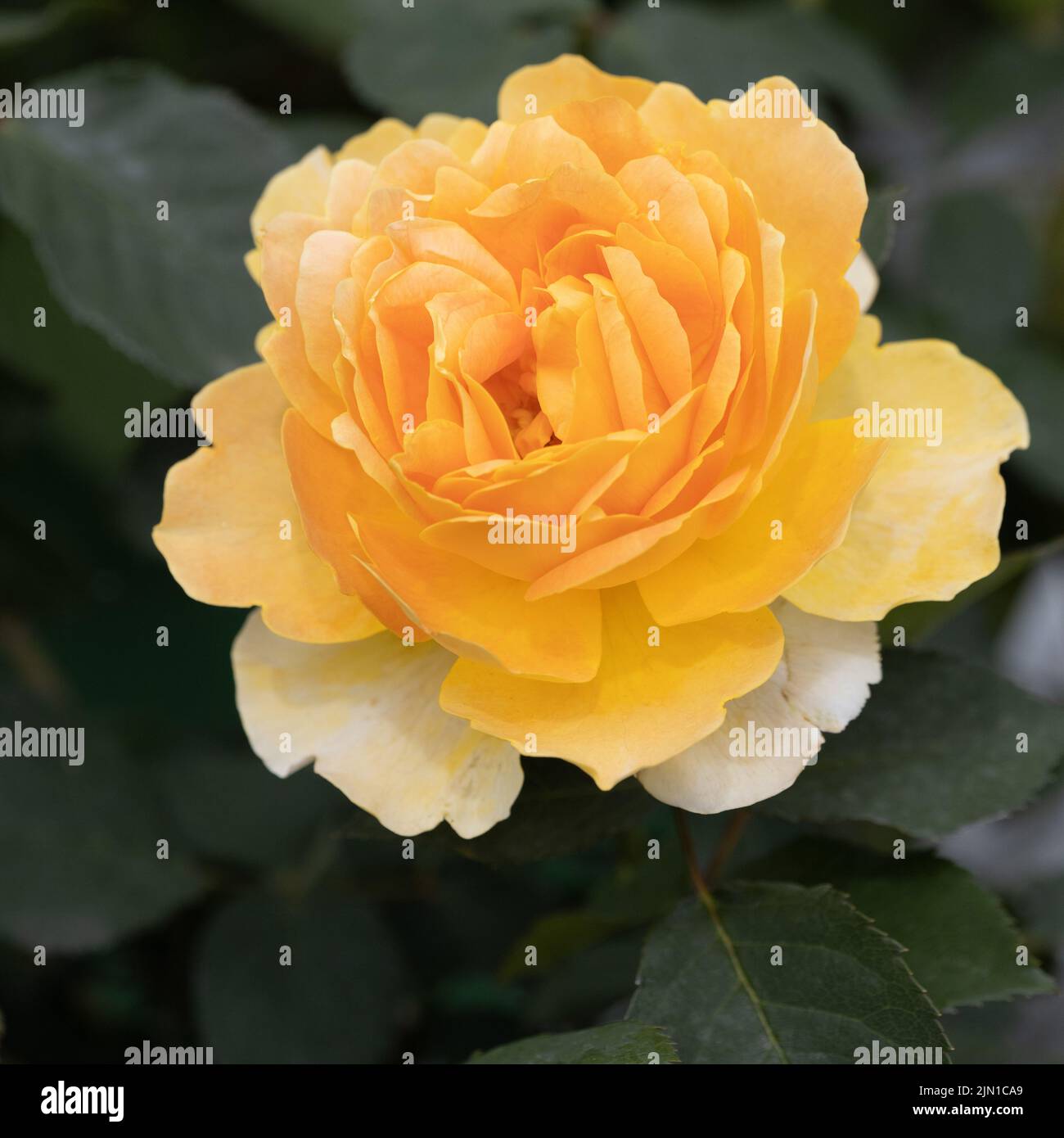 Goldene Auszeichnung David Austin stieg Stockfoto