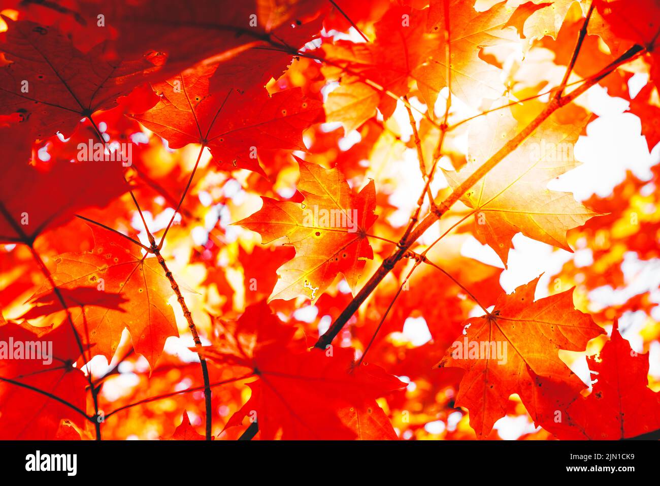 Rote Herbstblätter auf dem Hintergrund des hellen Himmels Stockfoto