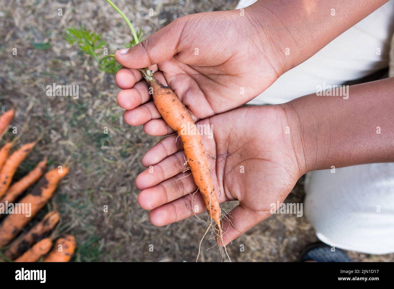 Kind hält eine selbst gewachsene Karotte, die aus dem Garten gegraben wurde Stockfoto