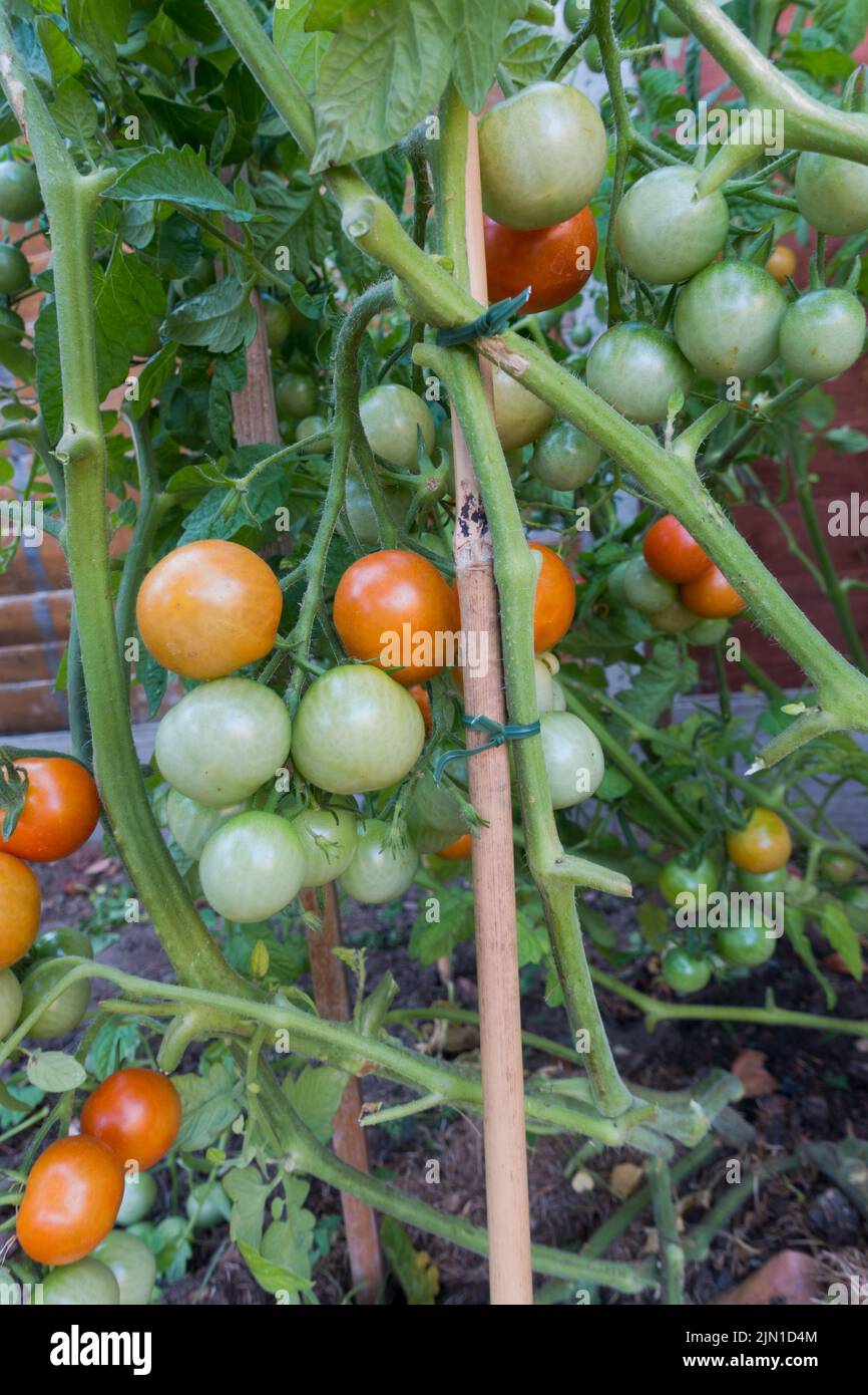 Solanum lycopersicum Tomatenfrüchte mit teilweise reifen Früchten, die auf einem Bambusstock abgesteckt sind Stockfoto