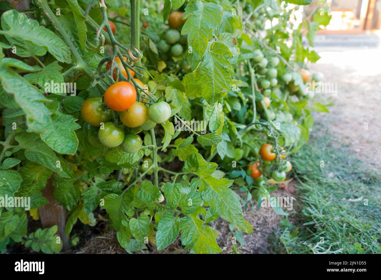 Reihe von Tomatenpflanzen Solanum lycopersicum in einem Hausgarten