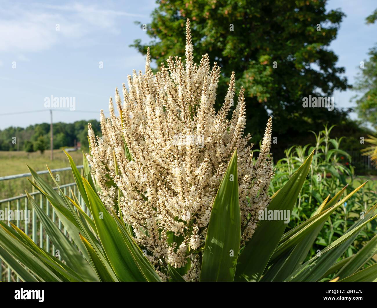 Blütenköpfe auf einem cordyline australis, allgemein bekannt als Kohlbaum, Kohlpalme oder tī kōuka Stockfoto