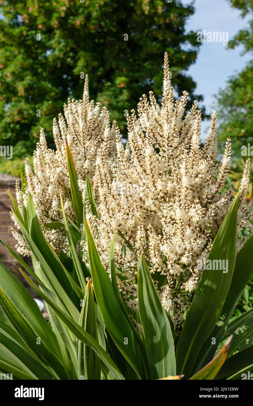 Blütenköpfe auf einem cordyline australis, allgemein bekannt als Kohlbaum, Kohlpalme oder tī kōuka Stockfoto